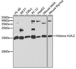 Western blot - H2AFZ antibody (A6614)