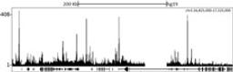 Localization of Jarid1C Binding Sites by ChIP-sequencing.