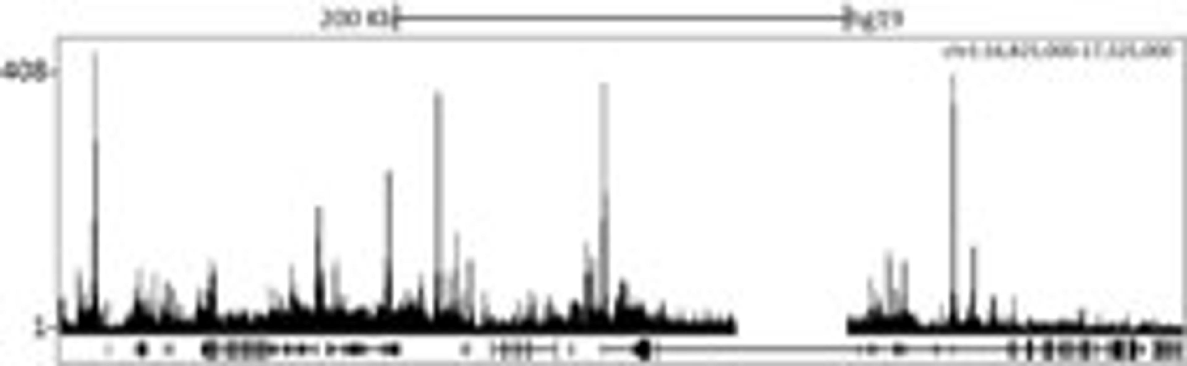 Localization of Jarid1C Binding Sites by ChIP-sequencing.