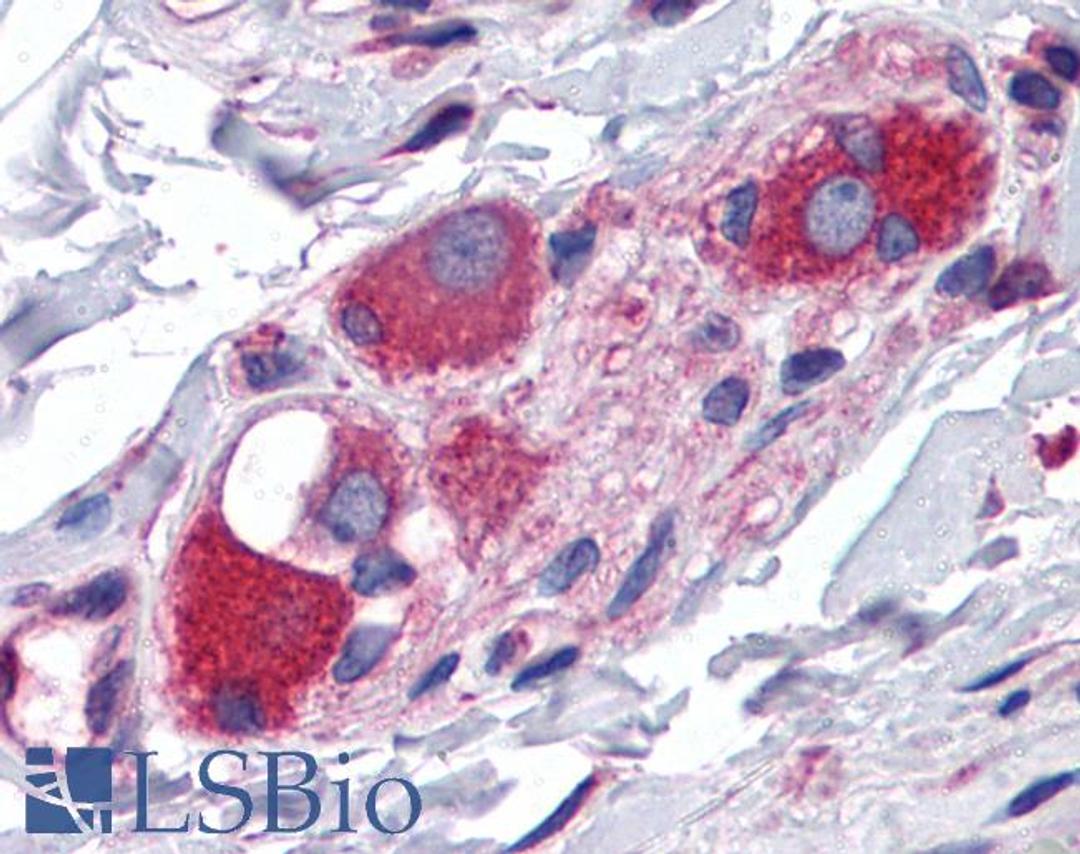 45-715 (3.75ug/ml) staining of paraffin embedded Human Small Intestine. Steamed antigen retrieval with citrate buffer pH 6, AP-staining.