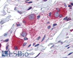 45-715 (3.75ug/ml) staining of paraffin embedded Human Small Intestine. Steamed antigen retrieval with citrate buffer pH 6, AP-staining.