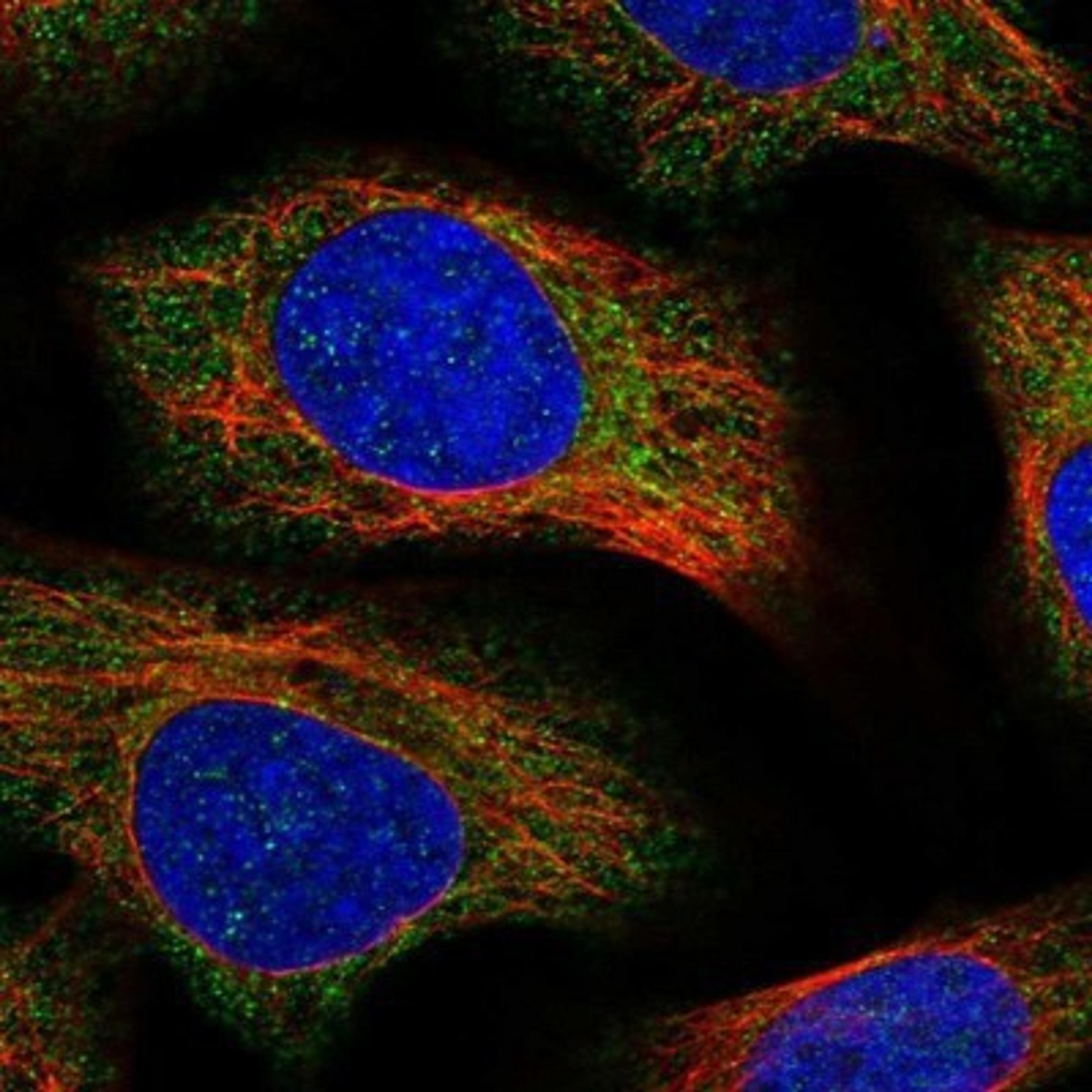 Immunocytochemistry/Immunofluorescence: WDR51A Antibody [NBP1-88008] - Staining of human cell line U-2 OS shows positivity in cytoplasm.