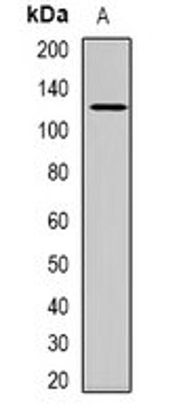 Western blot analysis of rat muscle (Lane 1) whole cell lysates using USP48 antibody