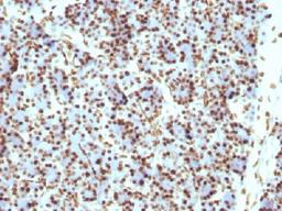 Immunohistochemical staining of rat Pancreas tissue using H1 antibody