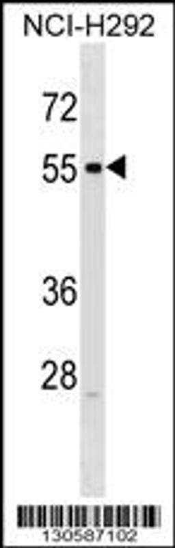 Western blot analysis in NCI-H292 cell line lysates (35ug/lane).