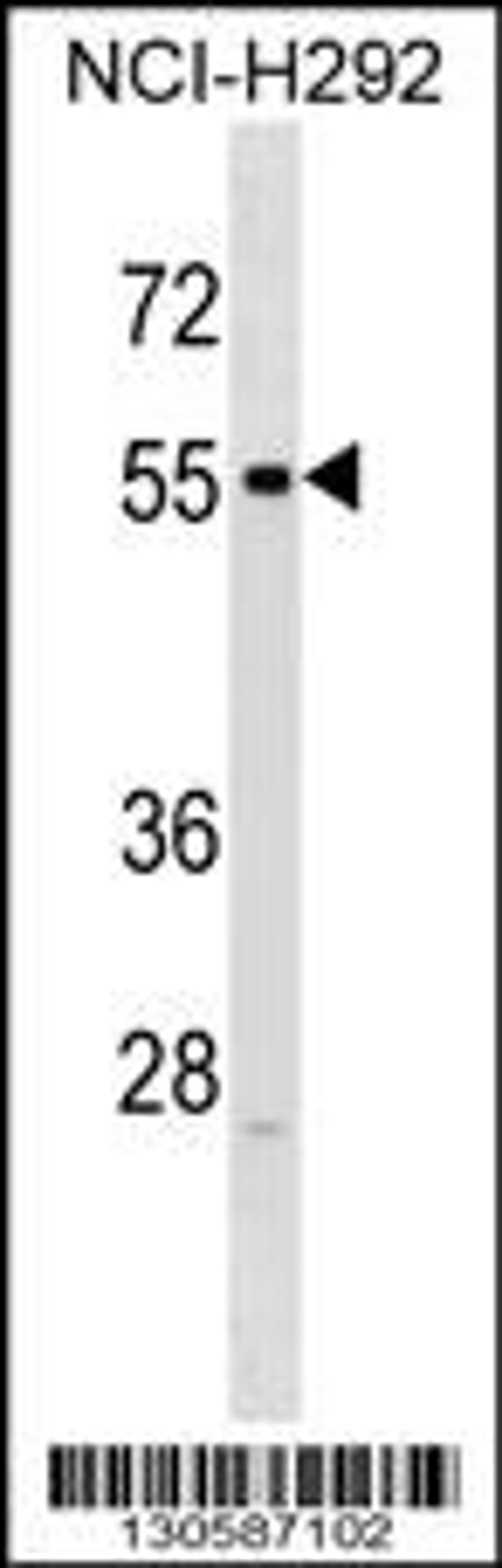 Western blot analysis in NCI-H292 cell line lysates (35ug/lane).