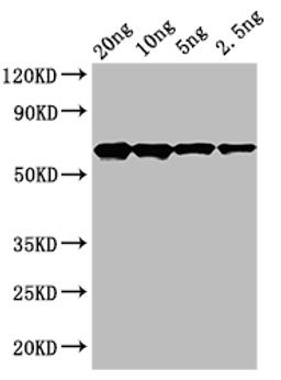 Western Blot. Positive WB detected in: recombinant protein. All lanes: cry2Ab Antibody at 1:1000. Secondary. Goat polyclonal to rabbit IgG at 1/50000 dilution. Predicted band size: 65 kDa. Observed band size: 65 kDa.