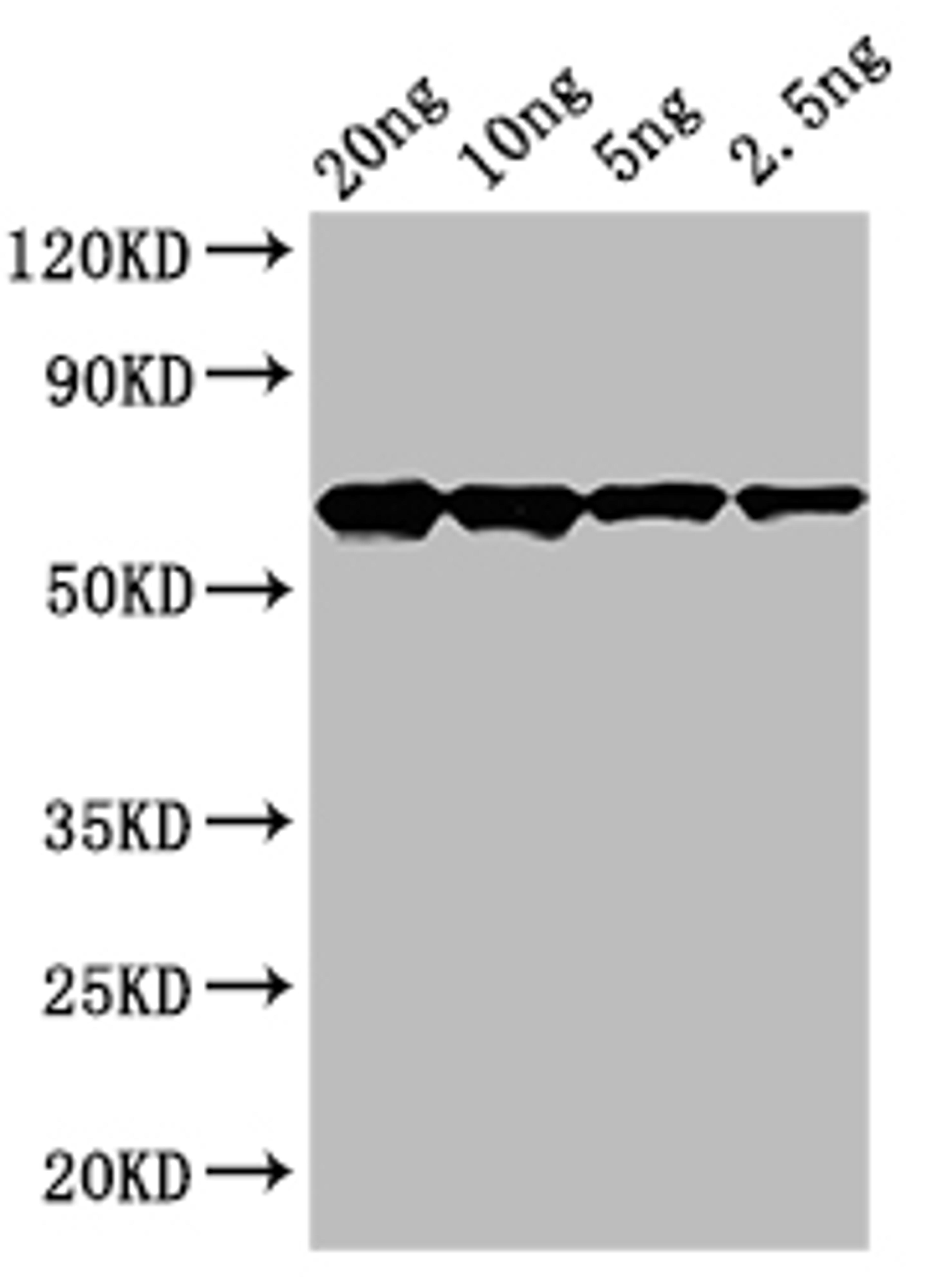 Western Blot. Positive WB detected in: recombinant protein. All lanes: cry2Ab Antibody at 1:1000. Secondary. Goat polyclonal to rabbit IgG at 1/50000 dilution. Predicted band size: 65 kDa. Observed band size: 65 kDa.