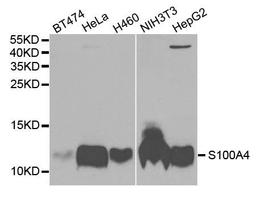 Western blot analysis of extracts of various cell lines using S100A4 antibody