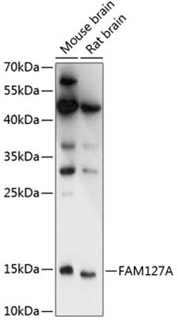 Western blot - FAM127A antibody (A14816)