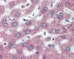 Immunohistochemistry staining of PTHR1 in liver tissue using PTHR1 Monoclonal Antibody.