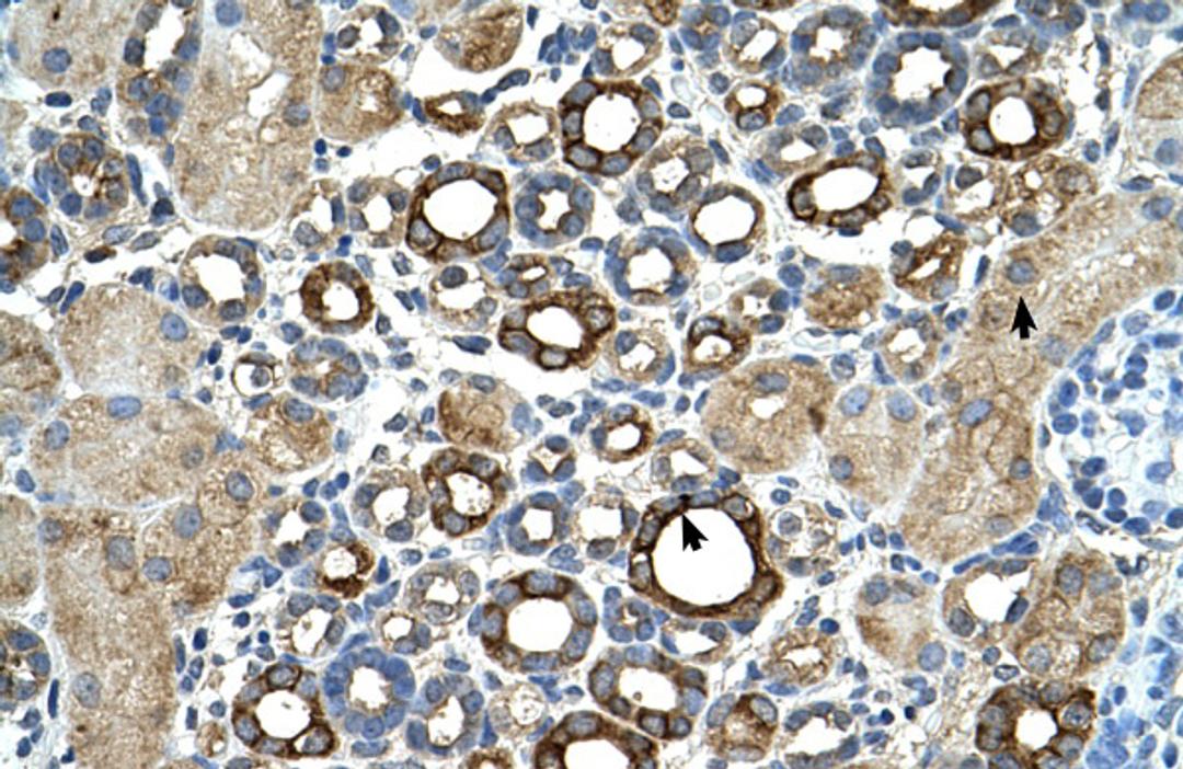 Antibody used in IHC on Human kidney.