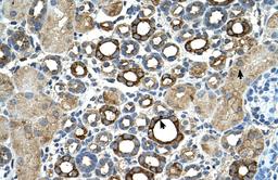 Antibody used in IHC on Human kidney.