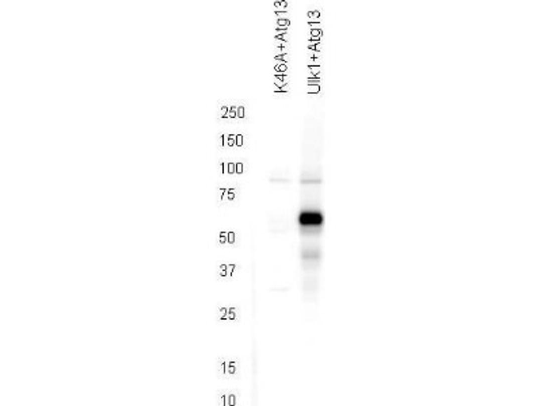 Western Blot: ATG13 [p Ser318] Antibody [NBP2-19127] - Antibody shows detection of phosphorylated ATG13 in 293T cells engineered to coexpress Ulk1 and Atg13.  In the left lane was loaded kinase-dead hypophosphorylated Ulk1-K46A mutant + ATG13. The right lane contains the 293T Ulk1 + ATG13 lysate and shows detection at approximately 57 kDa. The antibody was purified and resolved by SDS-PAGE, then transferred to nitrocellulose membrane. The membrane was blocked with 5% Blocking Buffer and probed with the primary antibody at 1ug/mL overnight at 4C. After washing, the membrane was probed with Goat Anti-Rabbit HRP secondary 1:5000 in detection buffer for 45 minutes at room temperature.