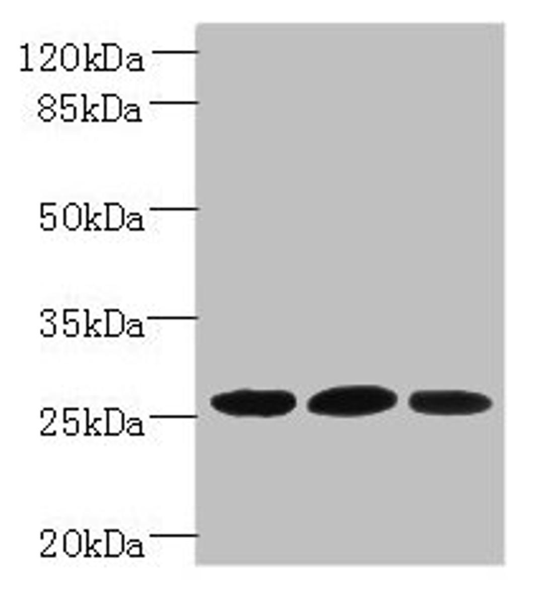 Western blot. All lanes: Plet1 antibody at 5µg/ml. Lane 1: L929 whole cell lysate. Lane 2: U251 whole cell lysate. Lane 3: Mouse muscle tissue. Secondary. Goat polyclonal to rabbit IgG at 1/10000 dilution. Predicted band size: 26, 21 kDa. Observed band size: 26 kDa