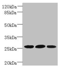 Western blot. All lanes: Plet1 antibody at 5µg/ml. Lane 1: L929 whole cell lysate. Lane 2: U251 whole cell lysate. Lane 3: Mouse muscle tissue. Secondary. Goat polyclonal to rabbit IgG at 1/10000 dilution. Predicted band size: 26, 21 kDa. Observed band size: 26 kDa