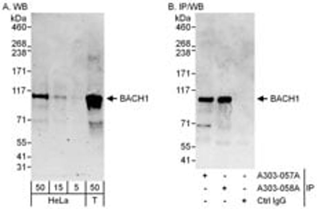 Detection of human BACH1 by western blot and immunoprecipitation.