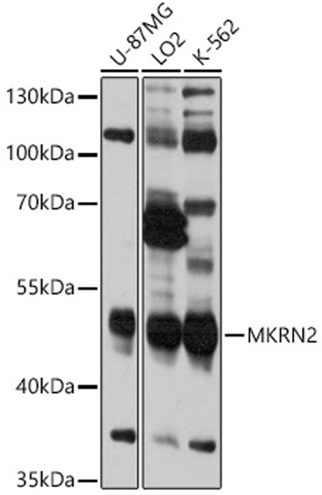 Western blot - MKRN2 antibody (A12219)