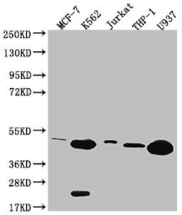 Western Blot. Positive WB detected in: MCF-7 whole cell lysate, K562 whole cell lysate, Jurkat whole cell lysate, THP-1 whole cell lysate, U937 whole cell lysate. All lanes: HMBS antibody at 1:2000. Secondary. Goat polyclonal to rabbit IgG at 1/50000 dilution. Predicted band size: 40, 38, 35, 34kDa. Observed band size: 36-55 kDa.