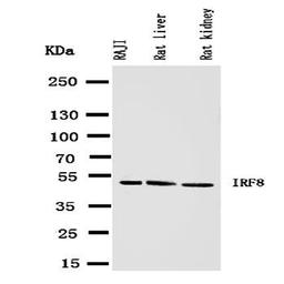Western blot analysis of Lane 1: RAJI Cell Lysate, Lane 2: Rat Liver Tissue Lysate, Lane 3: Rat Kidney Tissue Lysate using IRF8 antibody