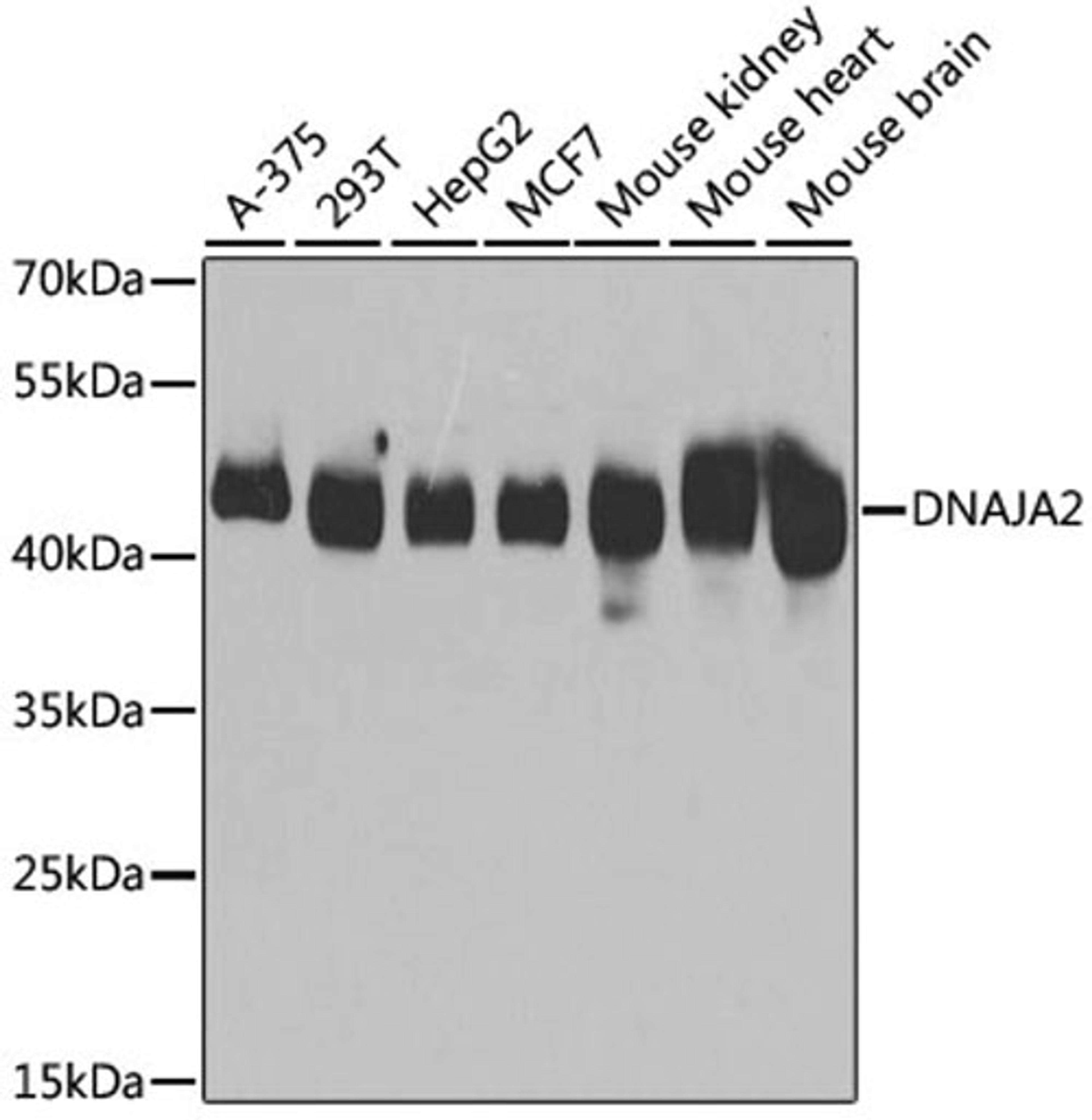 Western blot - DNAJA2 antibody (A7059)