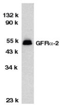 Western blot analysis of HeLa total cell lysate probed with Rabbit anti Human GFR alpha 2 (AHP479)