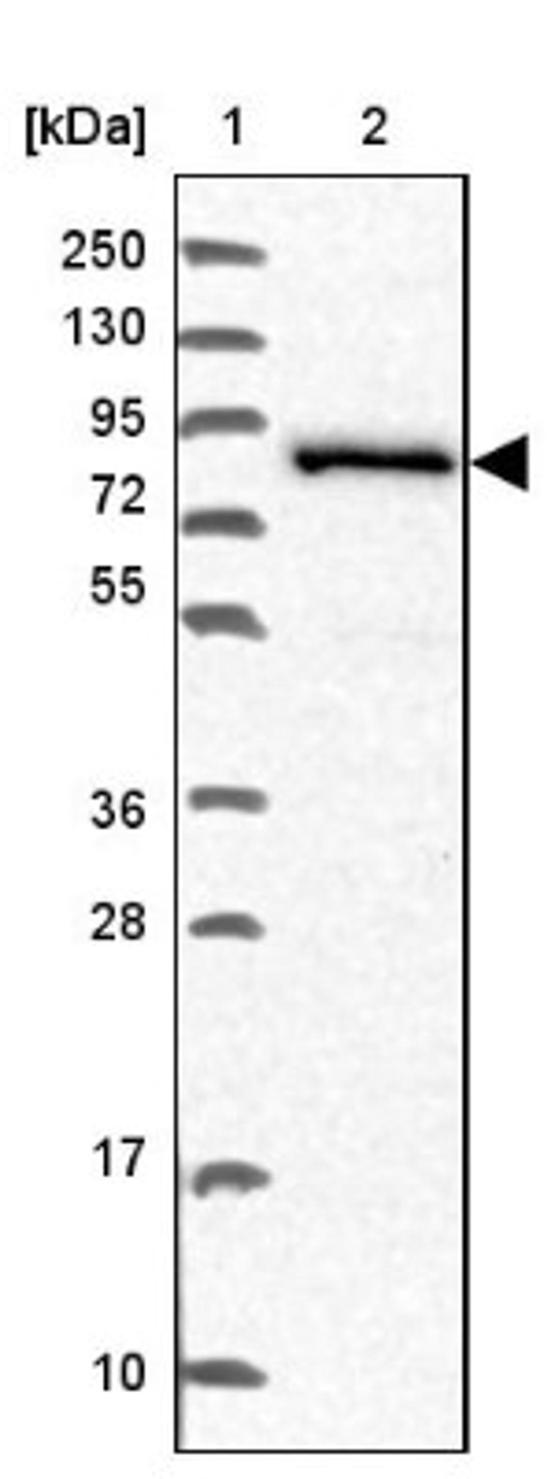 Western Blot: NCBP1 Antibody [NBP2-33897] - Lane 1: Marker [kDa] 250, 130, 95, 72, 55, 36, 28, 17, 10<br/>Lane 2: Human cell line RT-4