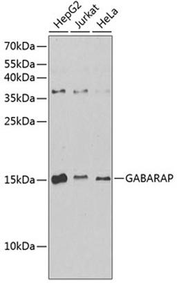 Western blot - GABARAP antibody (A12568)