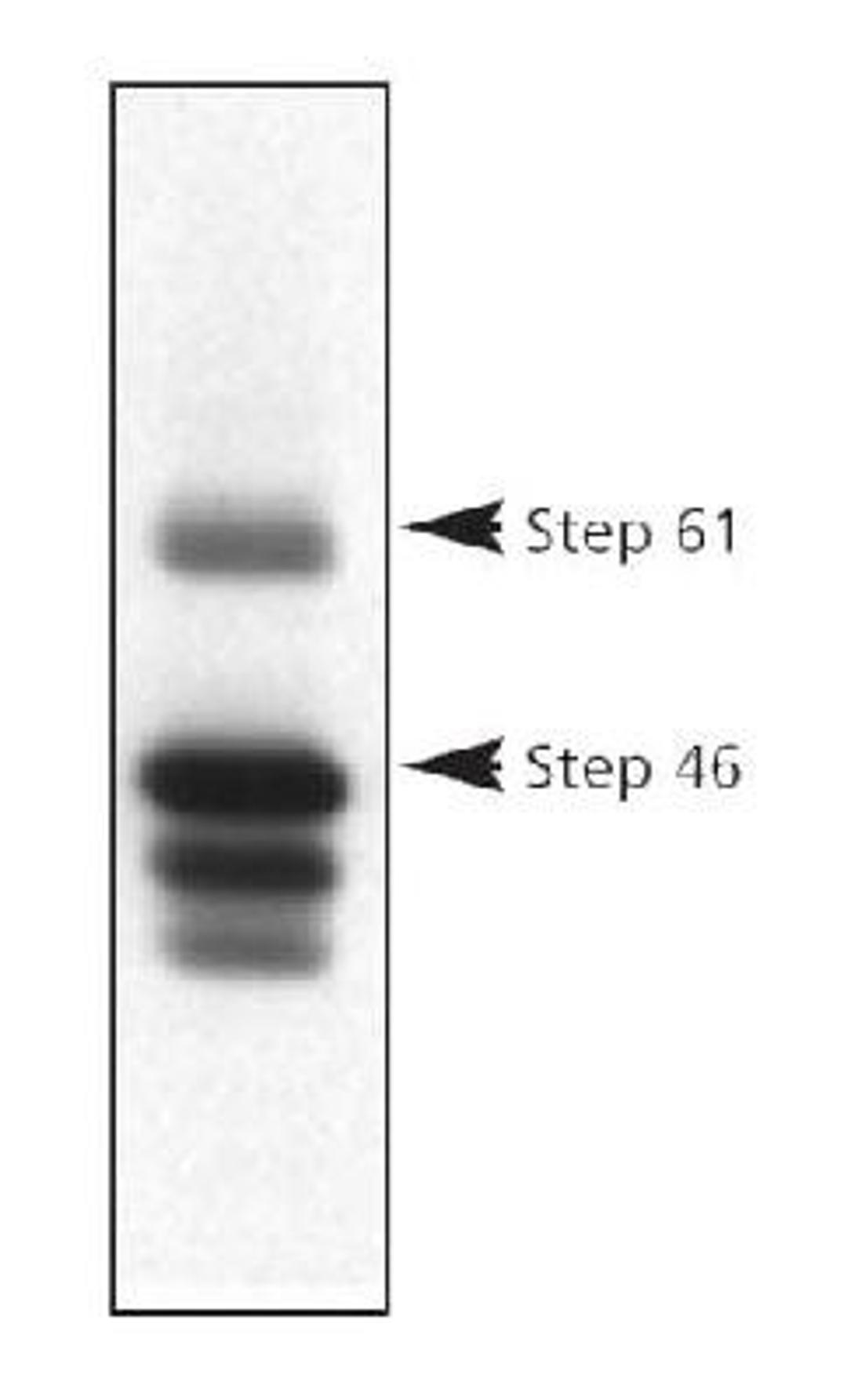 Western Blot: STEP Antibody (23E5) [NB300-202] - Analysis of STEP protein in striatal rat protein homogenates