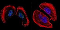 Immunocytochemistry/Immunofluorescence: AP2 alpha Antibody (3B5) [NB100-74359] - Analysis of AP2 using Anti-AP2 Monoclonal Antibody (3B5) shows staining in U251 Cells. AP2 staining (green), F-Actin staining with Phalloidin (red) and nuclei with DAPI (blue) is shown.