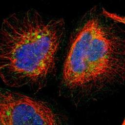 Immunocytochemistry/Immunofluorescence: FAM109B Antibody [NBP1-84112] - Staining of human cell line A-431 shows positivity in nucleus but not nucleoli & mitochondria.