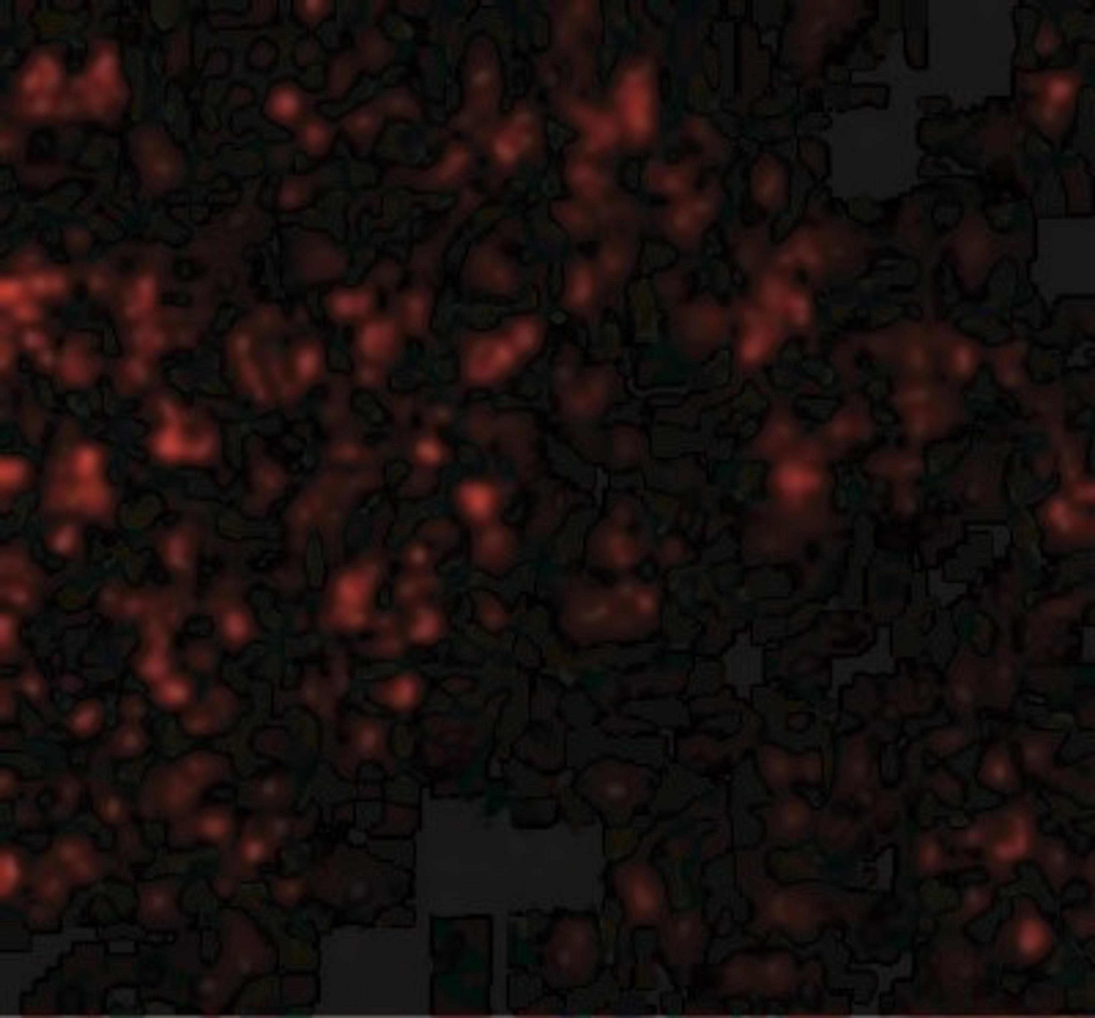 Immunocytochemistry/Immunofluorescence: GPR3 Antibody [NBP2-41102] - Immunofluorescence of GPR3 in Human Spleen cells with GPR3 antibody at 20 ug/mL.