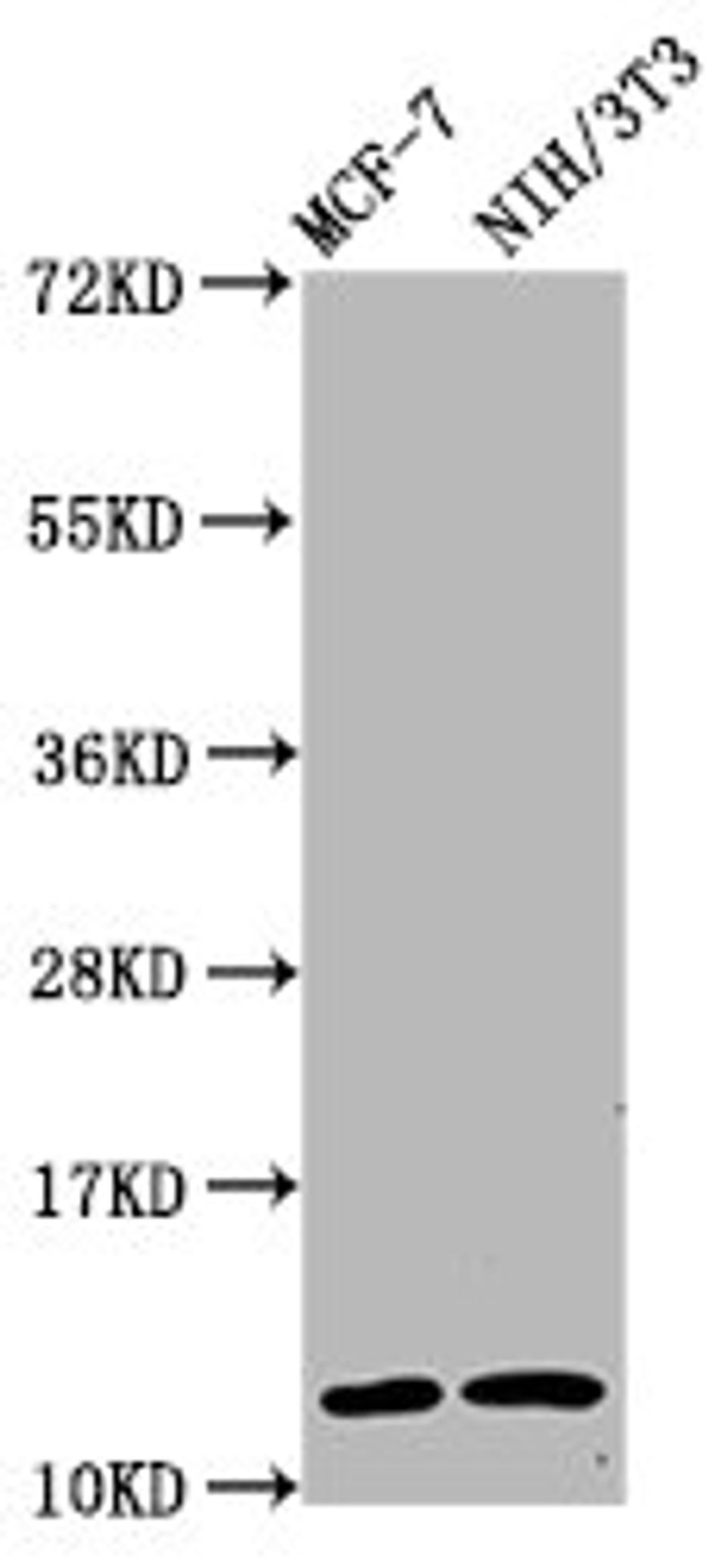 Western Blot. Positive WB detected in: MCF-7 whole cell lysate, NIH/3T3 whole cell lysate. All lanes: HIST1H4A antibody at 0.63µg/ml. Secondary. Goat polyclonal to rabbit IgG at 1/50000 dilution. Predicted band size: 12 kDa. Observed band size: 12 kDa