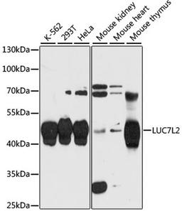 Western blot - LUC7L2 antibody (A13096)