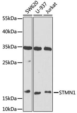 Western blot - STMN1 antibody (A14018)