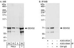 Detection of human DDX52 by western blot and immunoprecipitation.