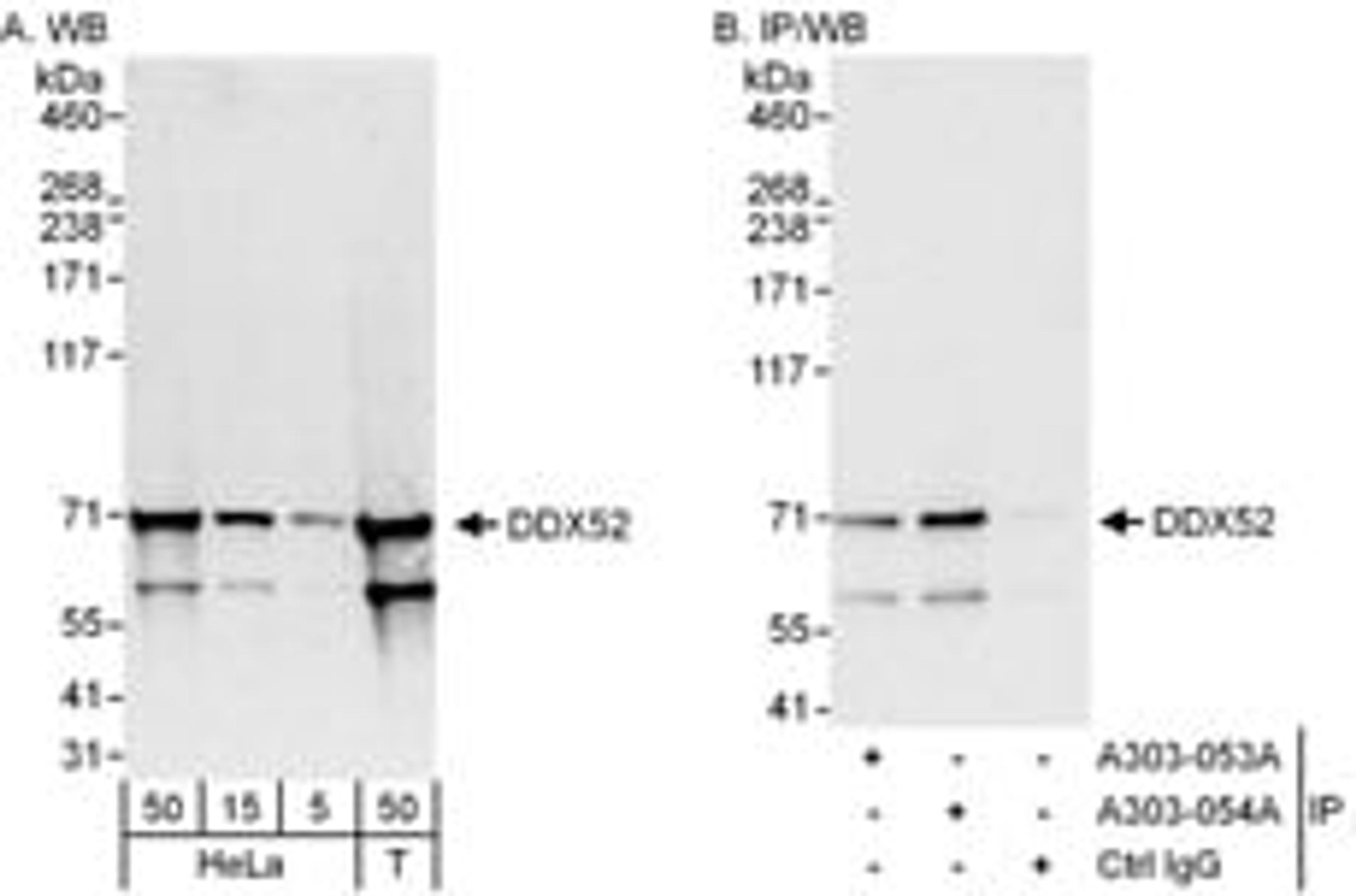 Detection of human DDX52 by western blot and immunoprecipitation.