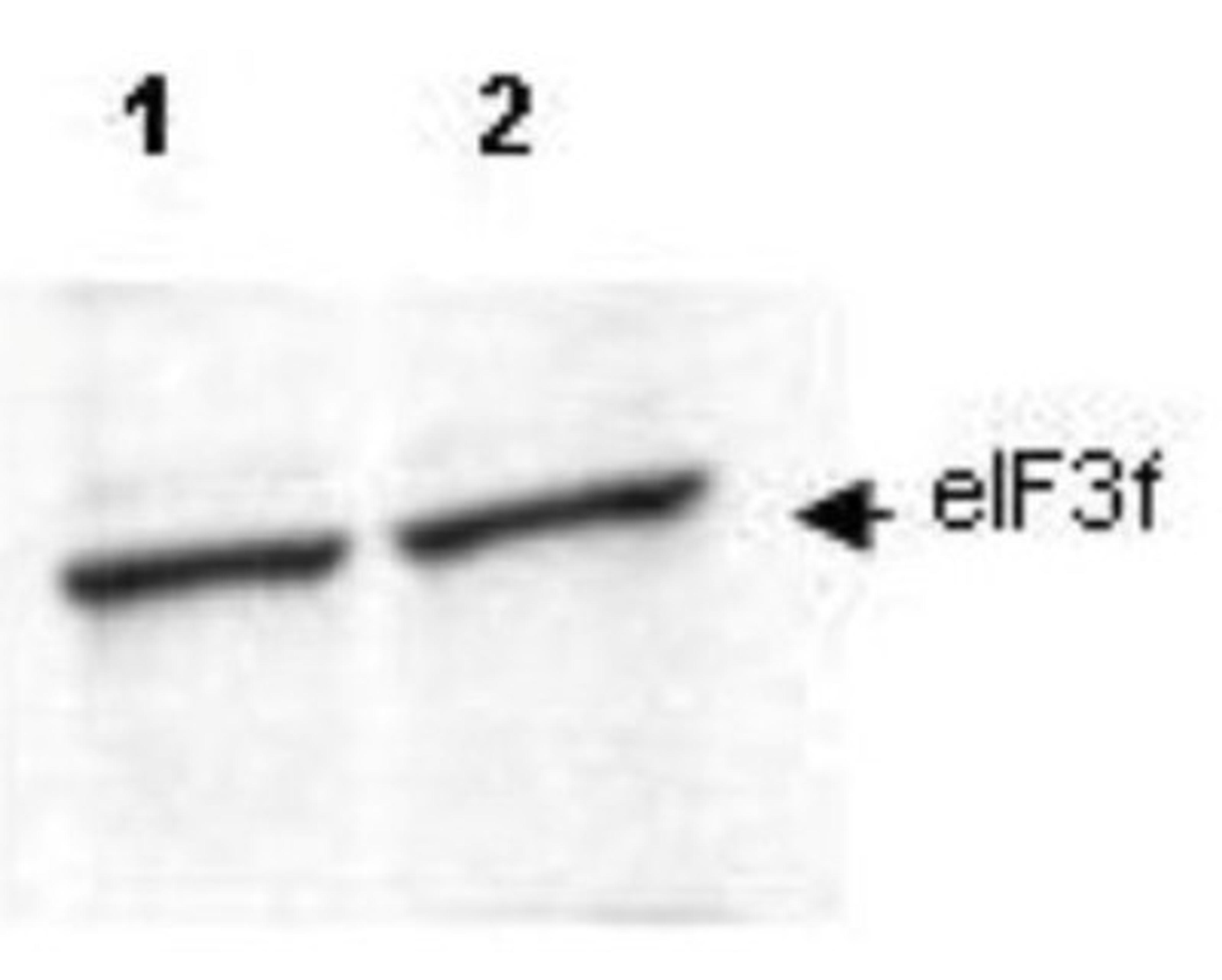 Western Blot: EIF3F Antibody [NBP1-77997] - shows detection of endogenous eIF3f in lysates from both control HeLa cells (lane 1) and HeLa cells transformed with the kinase cdk11 (lane 2). Cdk11 is responsible for phosphorylating eIF3f in vivo. After SDS-PAGE and transfer, the membrane was probed with the primary antibody diluted to 1:200. This antibody recognizes both phosphorylated and non-phosphorylated eIF3f.