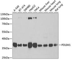 Western blot - PDLIM1 antibody (A6686)