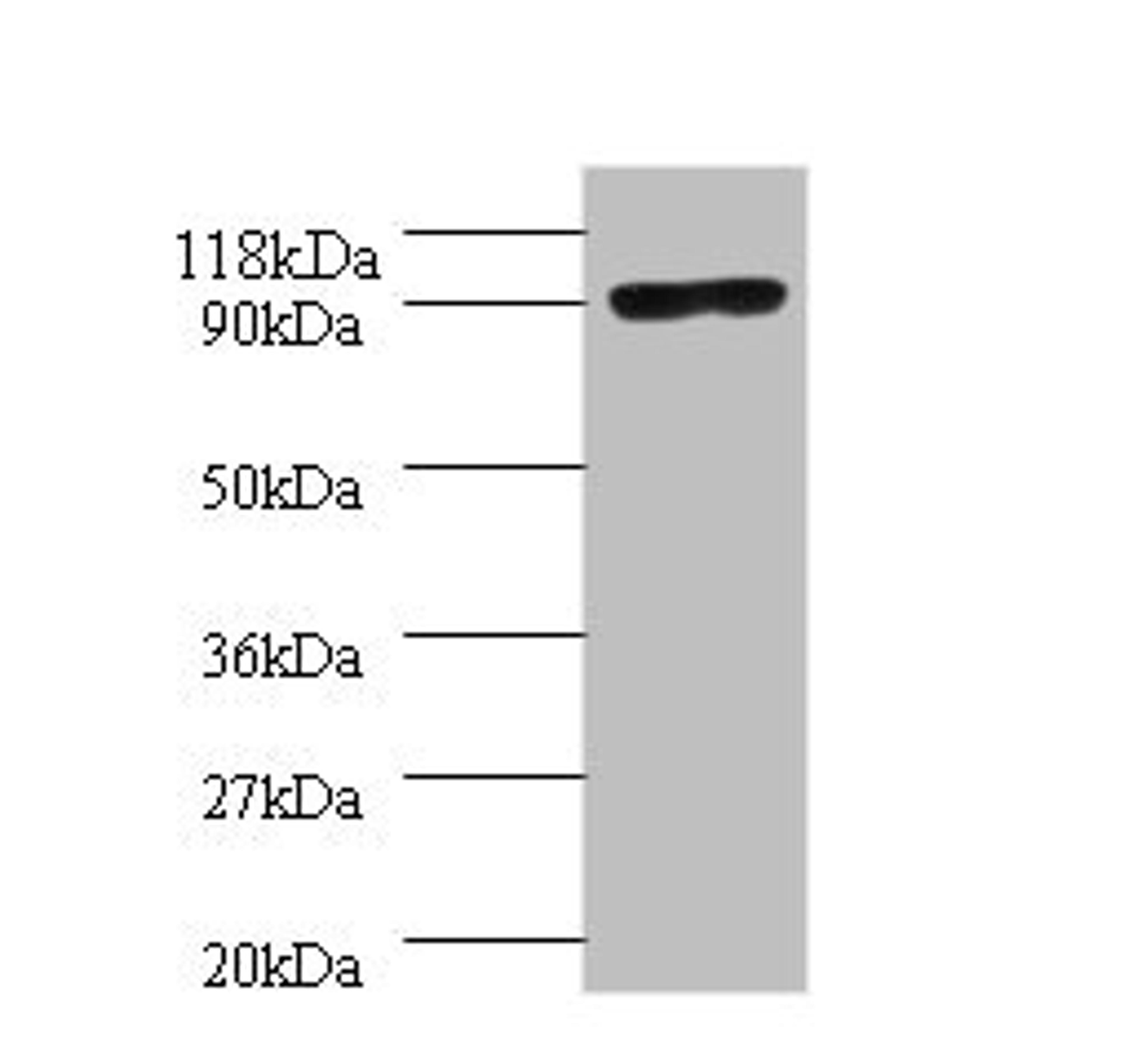 Western blot. All lanes: Aquaticus DNA polymerase I, thermostable antibody at 2ug/ml + 293T whole cell lysate. Secondary. Goat polyclonal to rabbit IgG at 1/10000 dilution. Predicted band size: 94 kDa. Observed band size: 94 kDa.