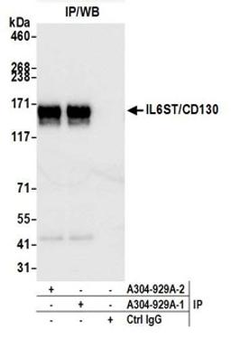 Detection of human GP130/CD130 by western blot of immunoprecipitates.