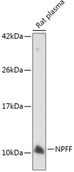 Western blot - NPFF antibody (A7020)