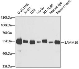 Western blot - SAMM50 antibody (A3401)
