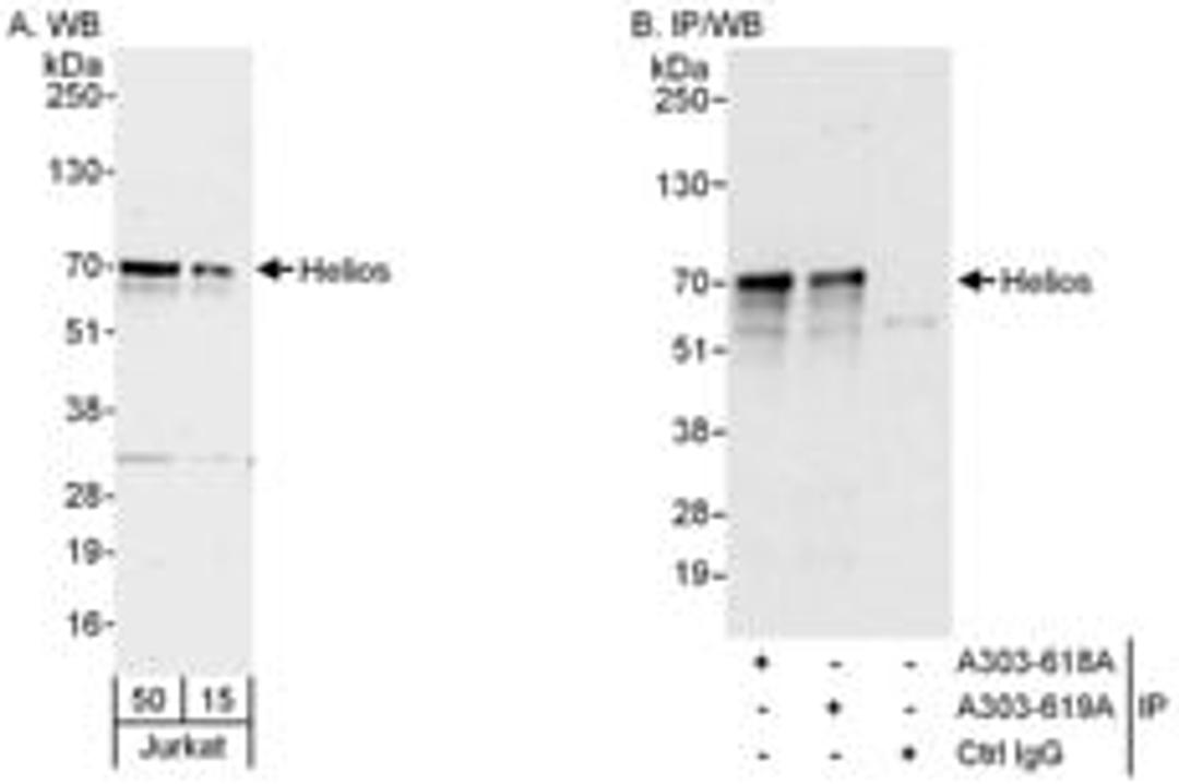 Detection of human Helios by western blot and immunoprecipitation.