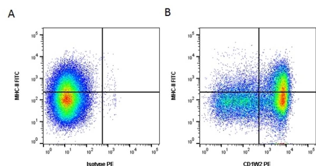 Figure A. Mouse anti Bovine MHC. Figure B. Mouse anti Bovine MHC and Mouse anti Bovine CD1w2