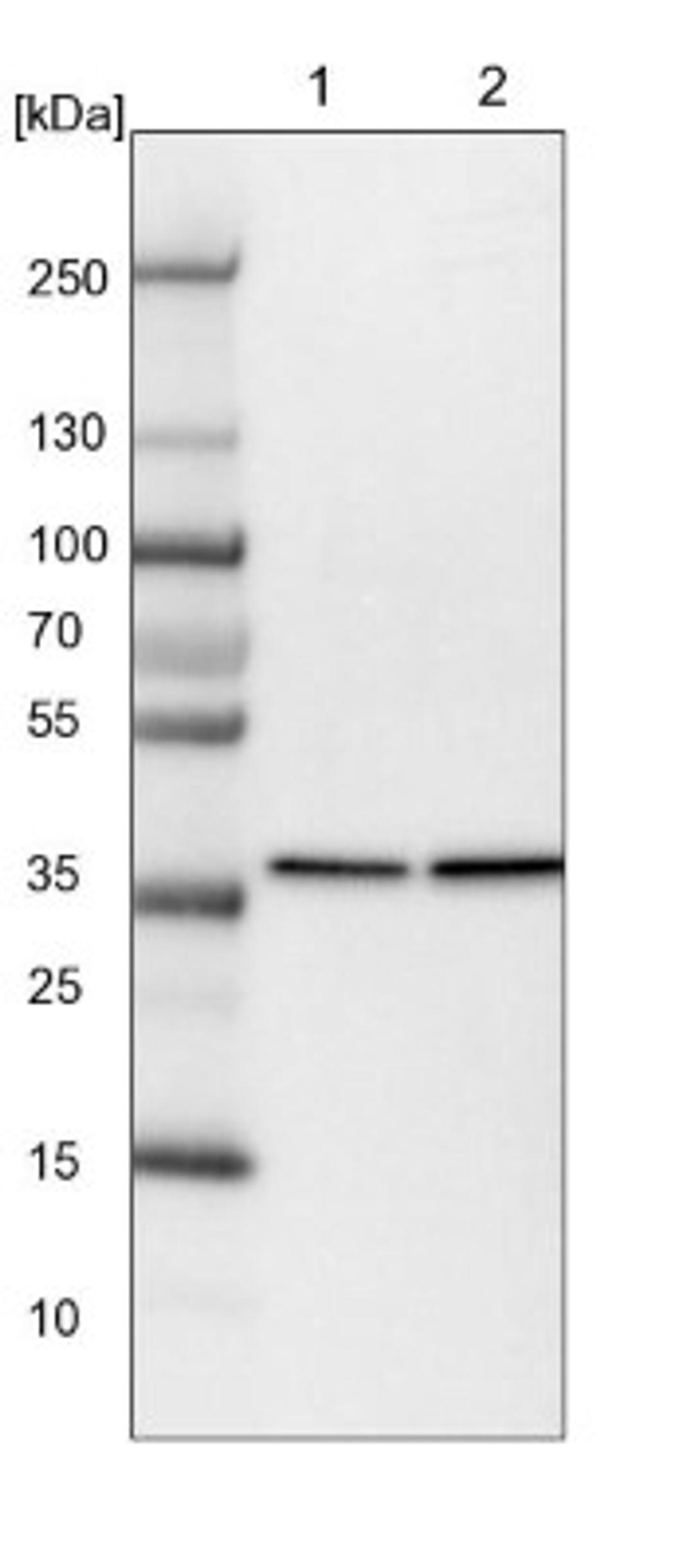 Western Blot: EIF3M Antibody [NBP1-83552] - Lane 1: NIH-3T3 cell lysate (Mouse embryonic fibroblast cells)<br/>Lane 2: NBT-II cell lysate (Rat Wistar bladder tumour cells)