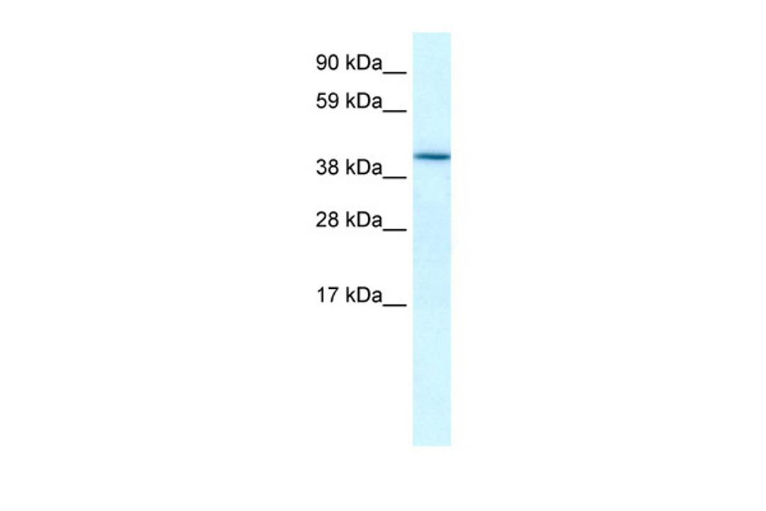 Antibody used in WB on Human Heart at 0.2-1 ug/ml.