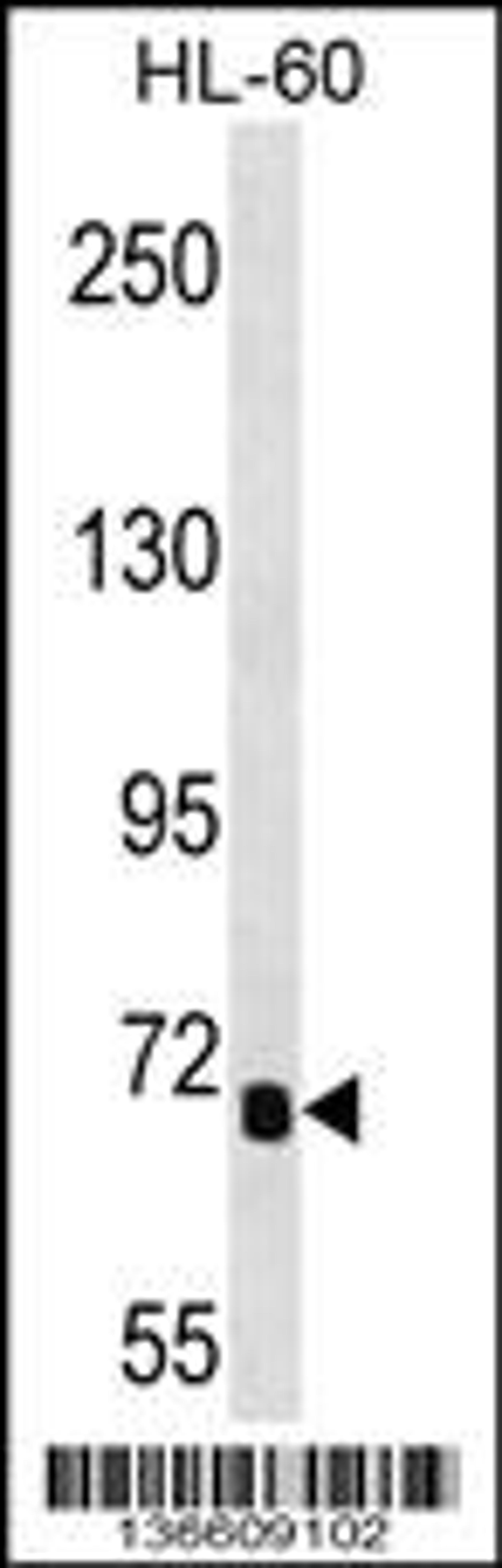 Western blot analysis in HL-60 cell line lysates (35ug/lane).