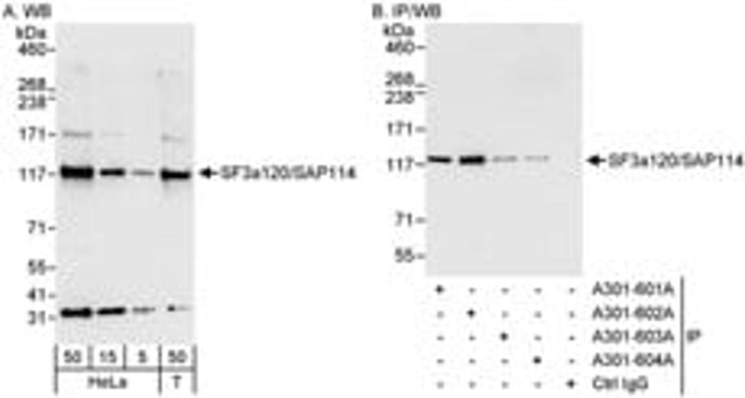 Detection of human SF3a120/SAP114 by western blot and immunoprecipitation.