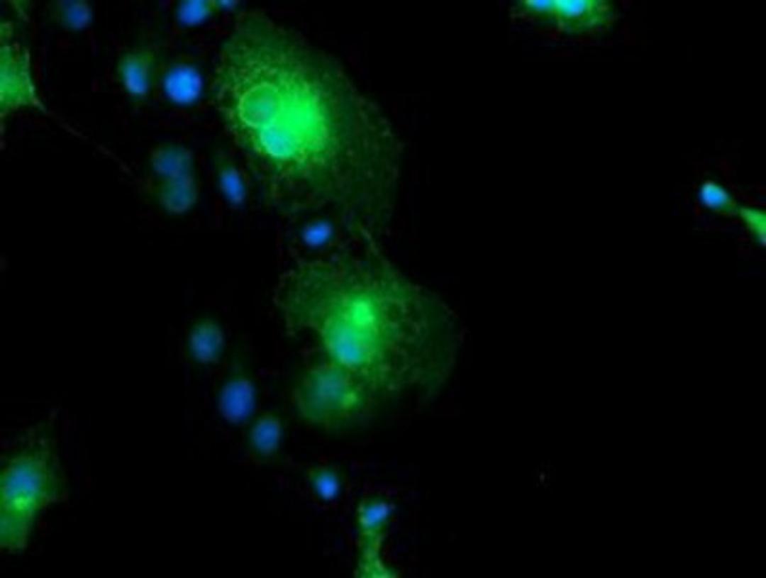 Immunocytochemistry/Immunofluorescence: FXYD3 Antibody (4E3) [NBP2-01991] - Staining of COS7 cells transiently transfected by pCMV6-ENTRY FXYD3.